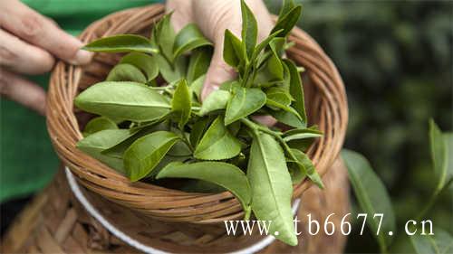 福鼎白茶都有什么茶树品种