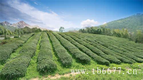 中国白茶产区的三省