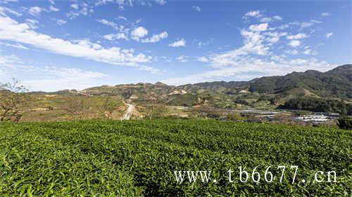 济南张庄路茶市一年卖出1.8亿斤