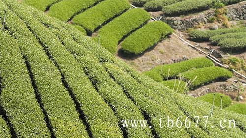 福建白茶产区分布在哪些地方
