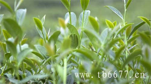 陈皮白茶的养生功效与养生作用