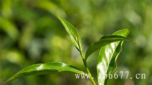 白茶营养成分茶氨酸