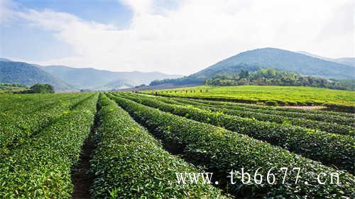 世界白茶发源地福鼎