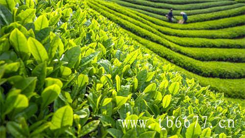福建广东台湾工夫茶的产地