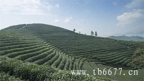 福建广东台湾工夫茶的产地