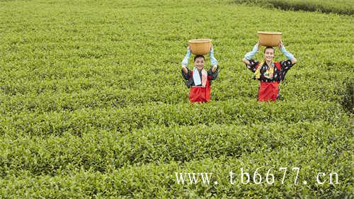 白茶生产地哪里的最好