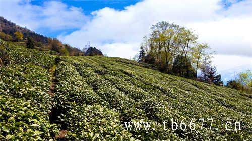 中国目前有多少种地理标志茶产品