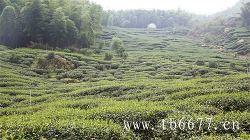 中国目前有多少种地理标志茶产品