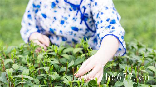福鼎白茶最具特色毫香蜜韵