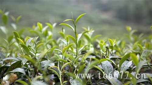 安溪云岭茶庄园云蒸霞蔚