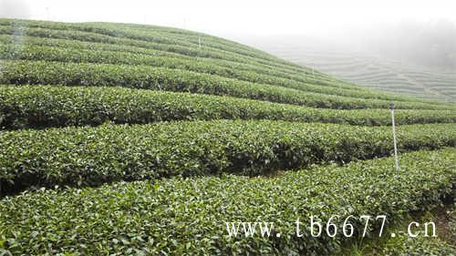 现在中国普洱茶十大品牌