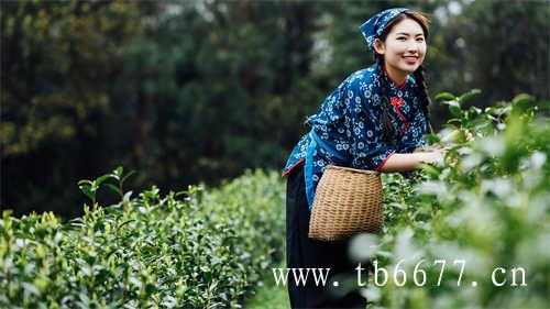 福鼎白茶种植地