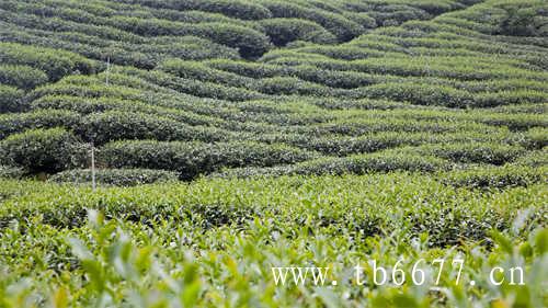 白牡丹茶~茶中珍品