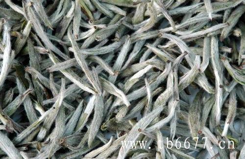 白毫银针的品饮技巧
