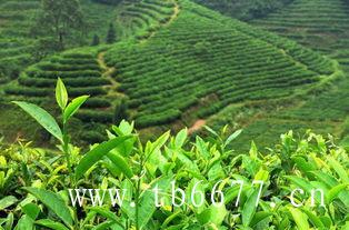 白茶的制作工艺流程和要求
