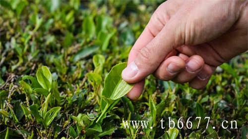 寿眉白茶怎样泡才好喝