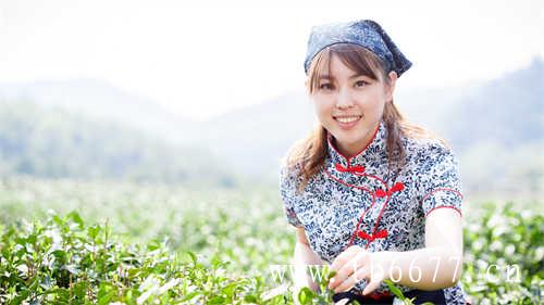 买白茶请认清这三类