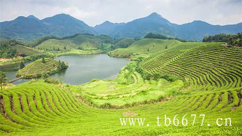 福鼎大毫茶产地及分布及分布