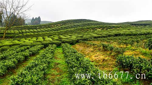天湖茶业国家扶贫龙头企业