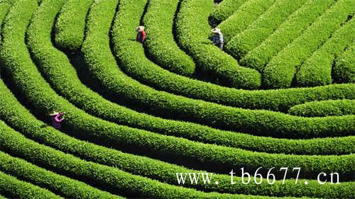 实惠的口粮茶怎么买