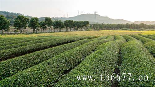 同仁堂的水果茶你喝过吗