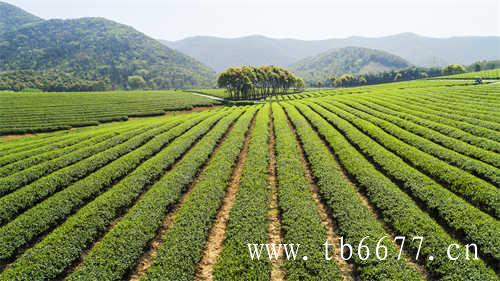 白茶的功效与作用白茶是什么茶