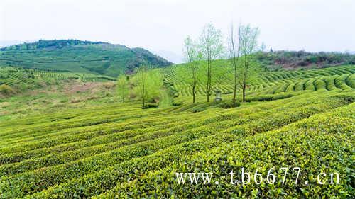 泡白茶时可不可以留根泡法