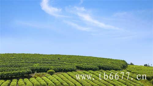 2022白茶产业统筹发展