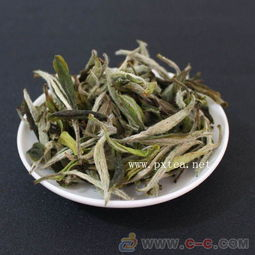 白茶采摘时间