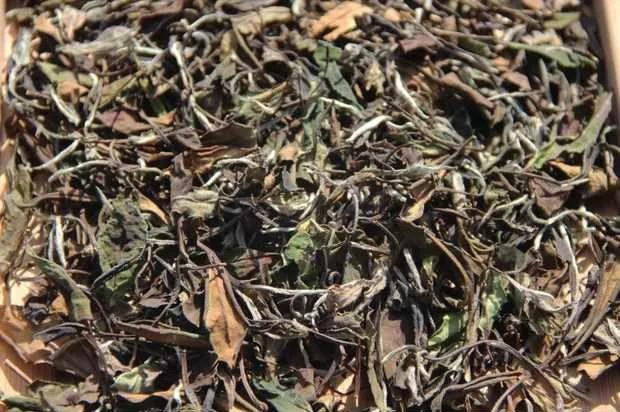 白茶白牡丹