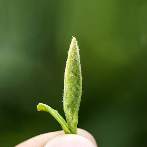 
白茶圈这3种假白茶，又贵又没有价值，很多茶友还整箱往家里买
