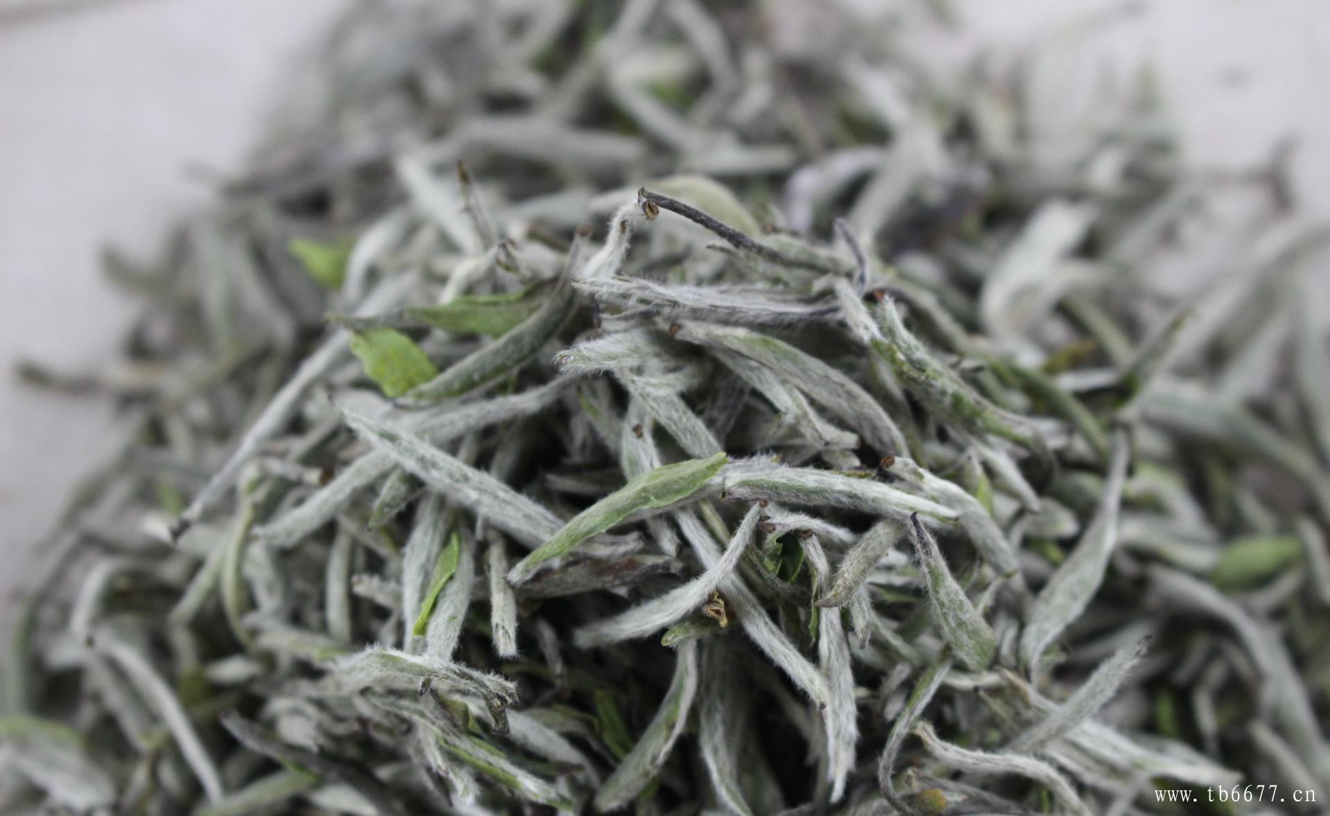 喝白茶的坏处