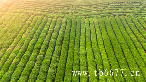 白牡丹茶的价格是多少