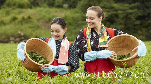 白毫银针的价格是多少