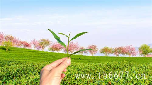 普洱茶的茶艺礼仪(一)