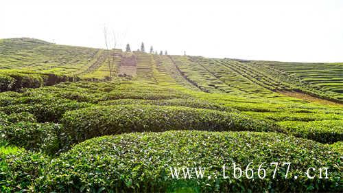 有哪些比较火的乌龙茶