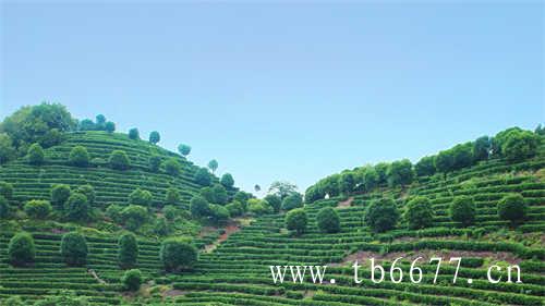中国白茶第一村就在柏柳村