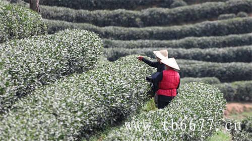 开化龙顶茶的主要特征
