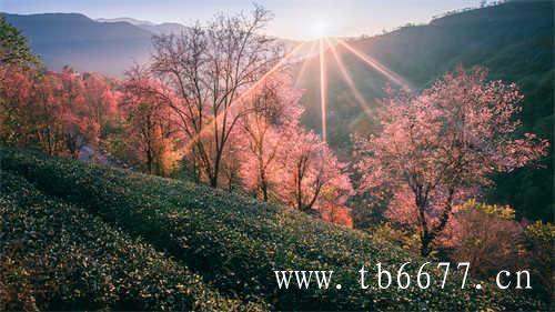 福鼎市白茶白茶