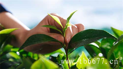 老寿眉白茶饼价格2011年