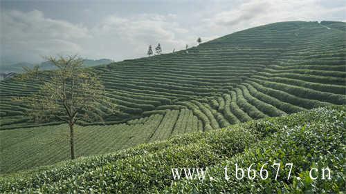 这款茶王产于叫西湖龙进村周围