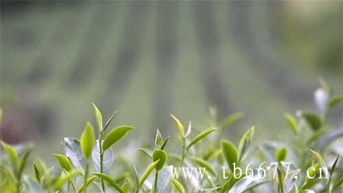 上海北京可发「三得利乌龙茶」