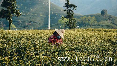 白露时节采摘的白露茶