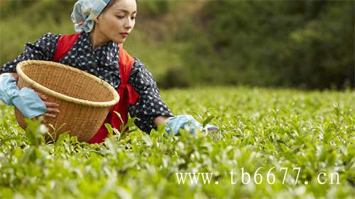 乌龙茶对人体健康有益