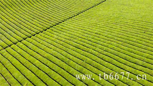 福鼎大白茶白牡丹茶保质期