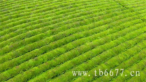 老白茶茶饼能放多少年