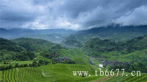 小众乌龙茶漳平水仙
