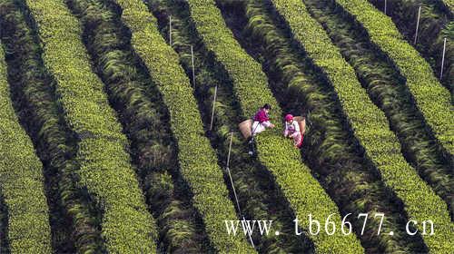 白茶的功效与作用白茶是什么茶