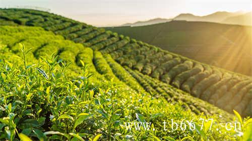 福建绿雪芽茶业