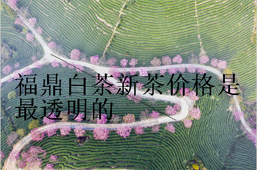 福鼎白茶新茶价格是最透明的